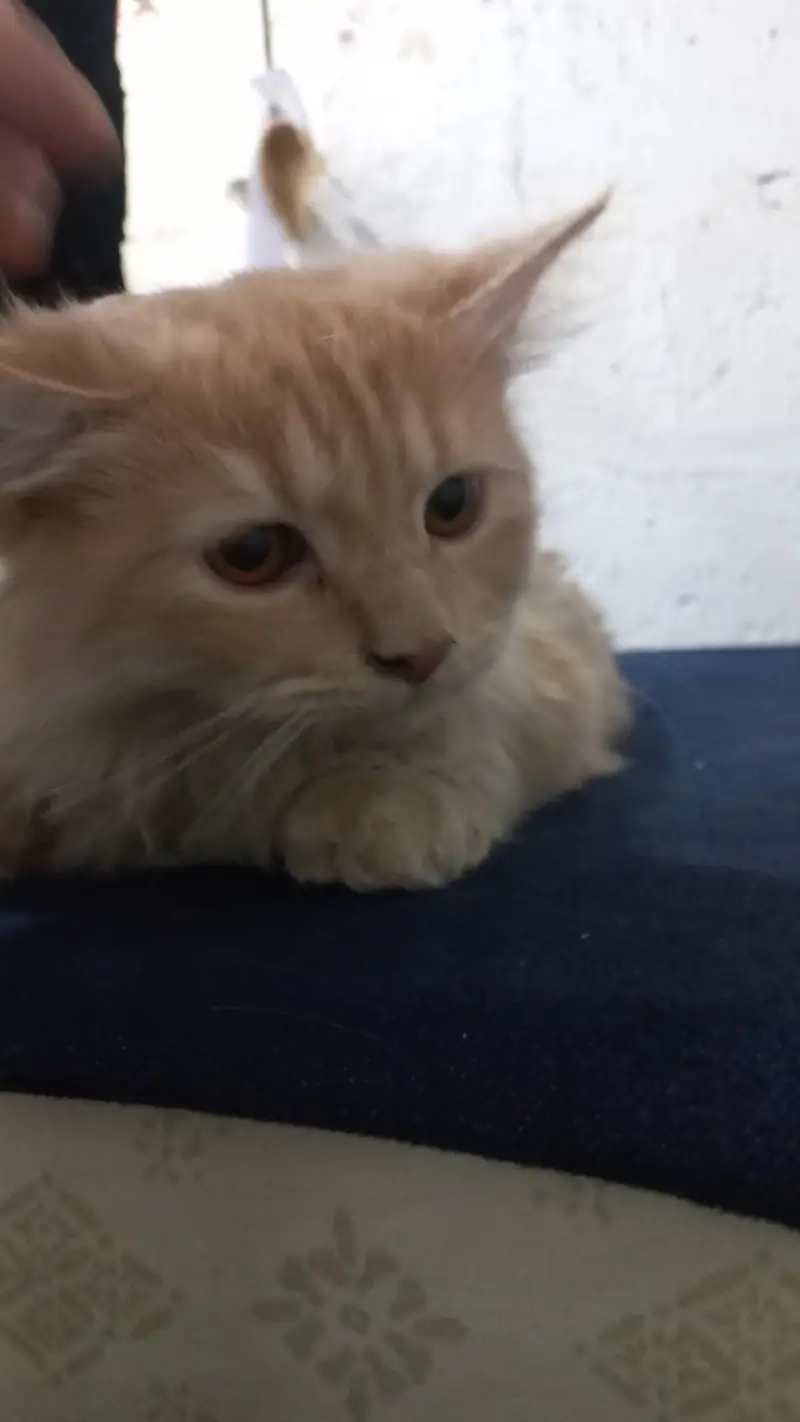 I have my Persian male cat selling reason changing home town — photo 5