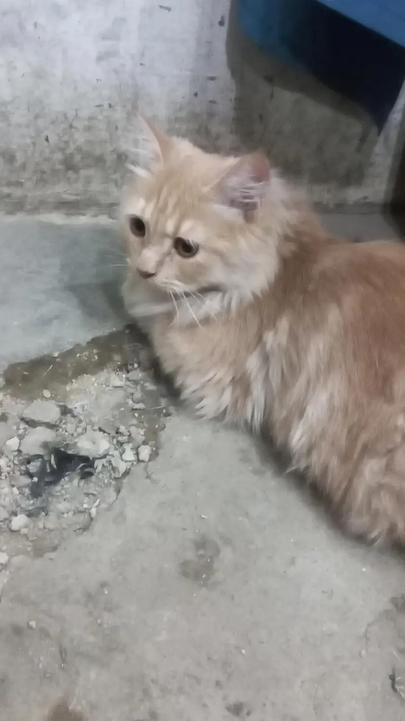I have my Persian male cat selling reason changing home town — photo 6