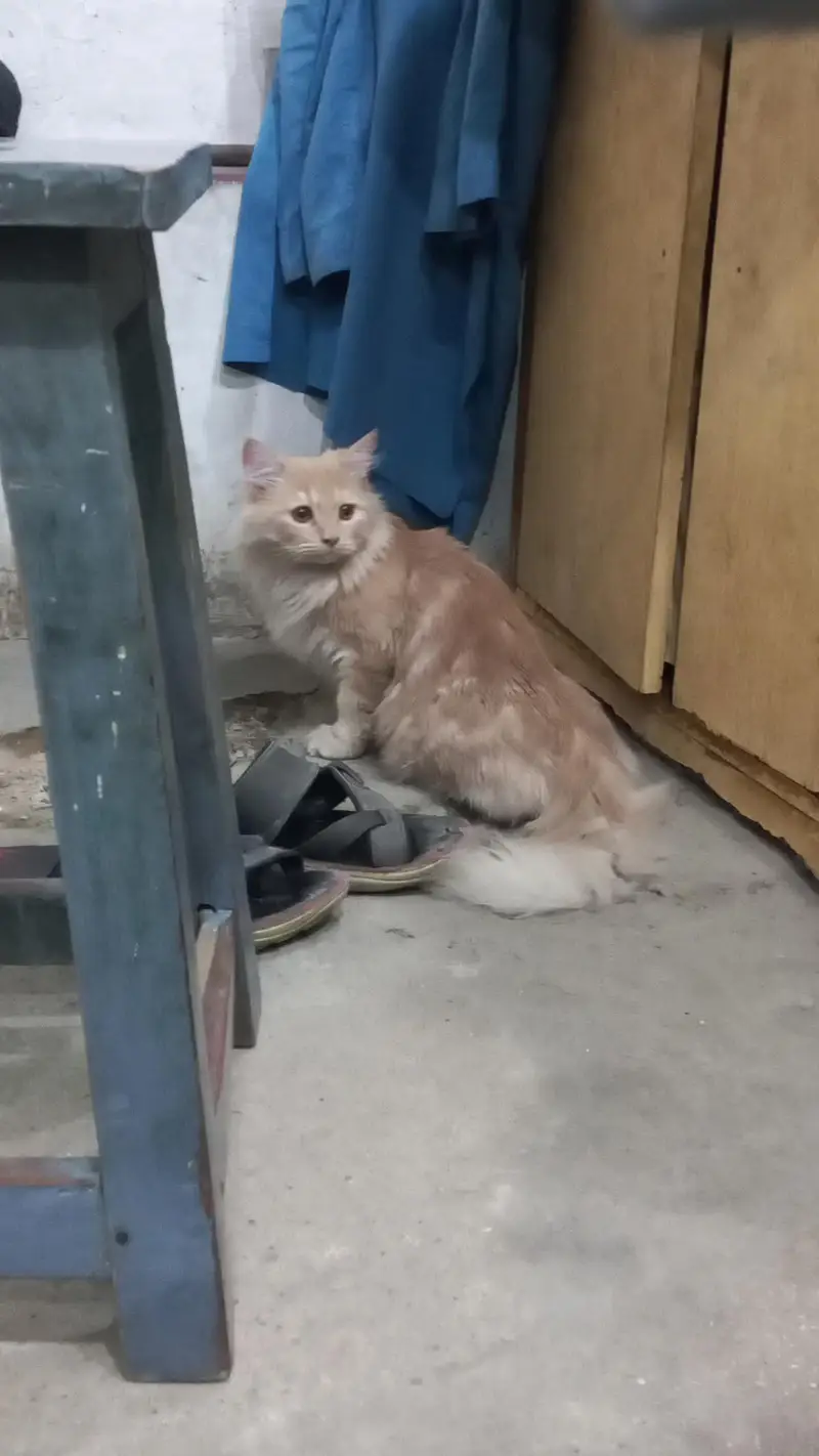 I have my Persian male cat selling reason changing home town — photo 7