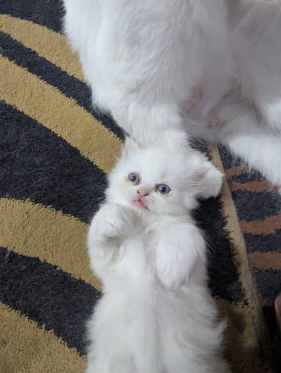Triple Coated White Persian Kitten