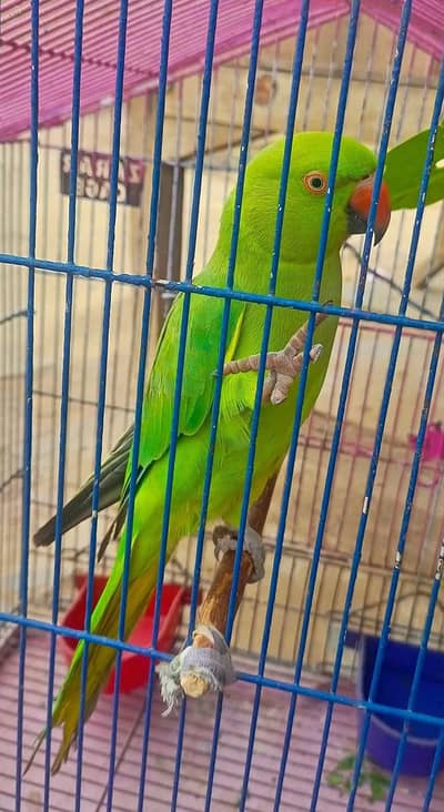 breeeder female for sale urgent sale