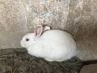 Rabbits for sale breeder 03213831829