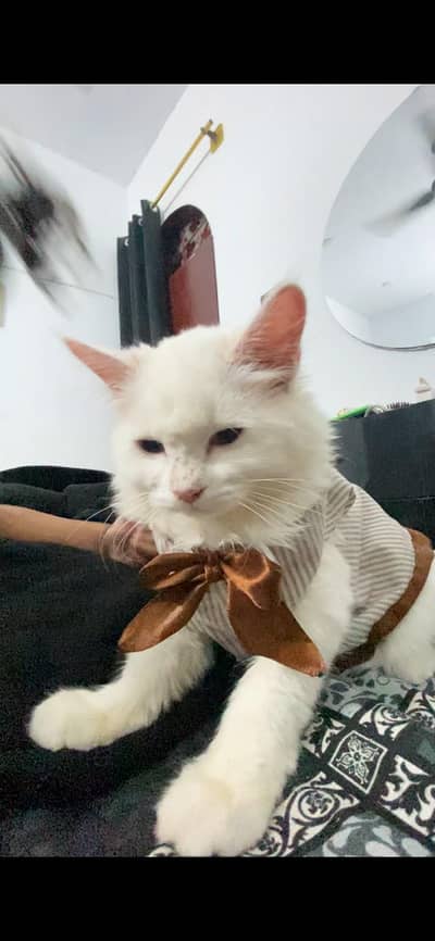 Persian female cate