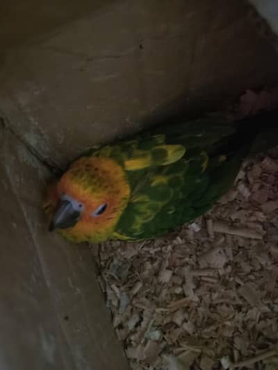 SUN CONURE CHICK
