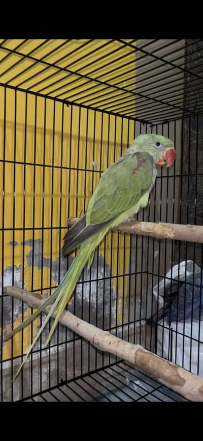 Raw jambo size make(semi tamed)