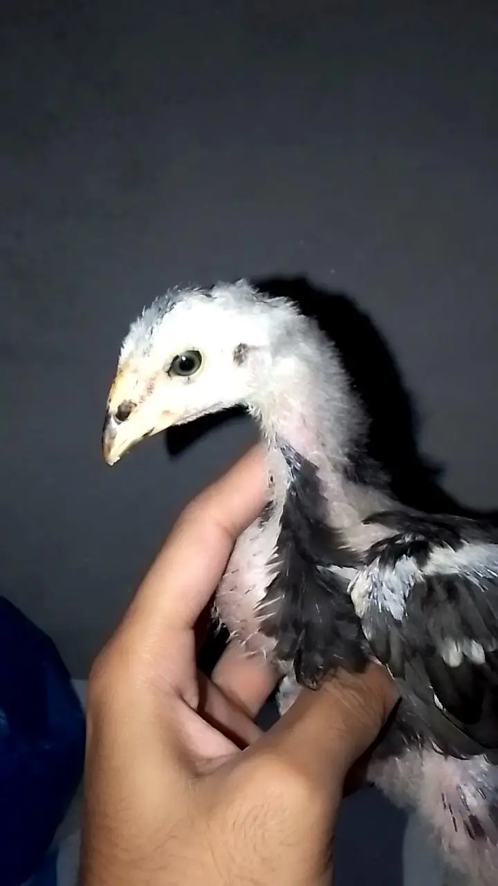 trad and hint cross male 4 months panus cross pair — photo 7