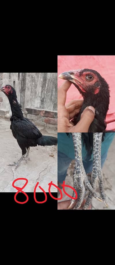 Burmi Pakoye Hens