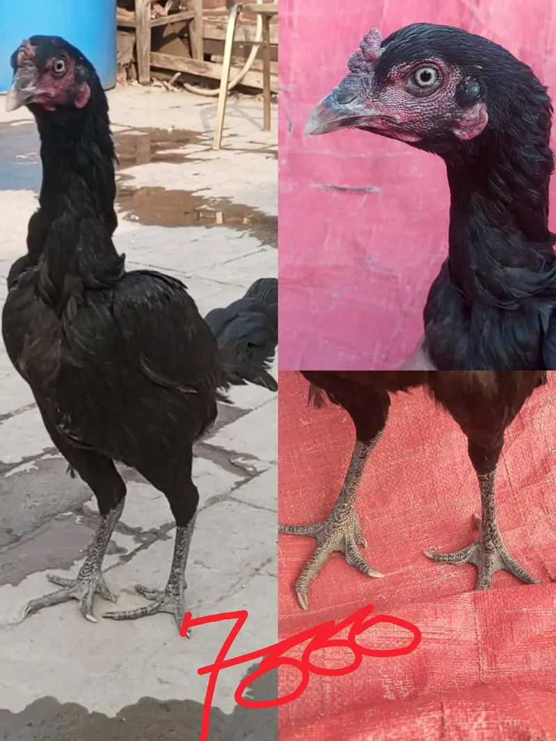 Burmi Pakoye Hens — photo 2
