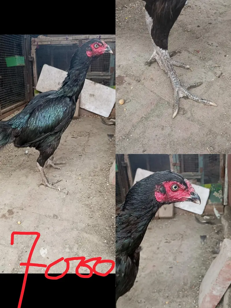 Burmi Pakoye Hens — photo 3