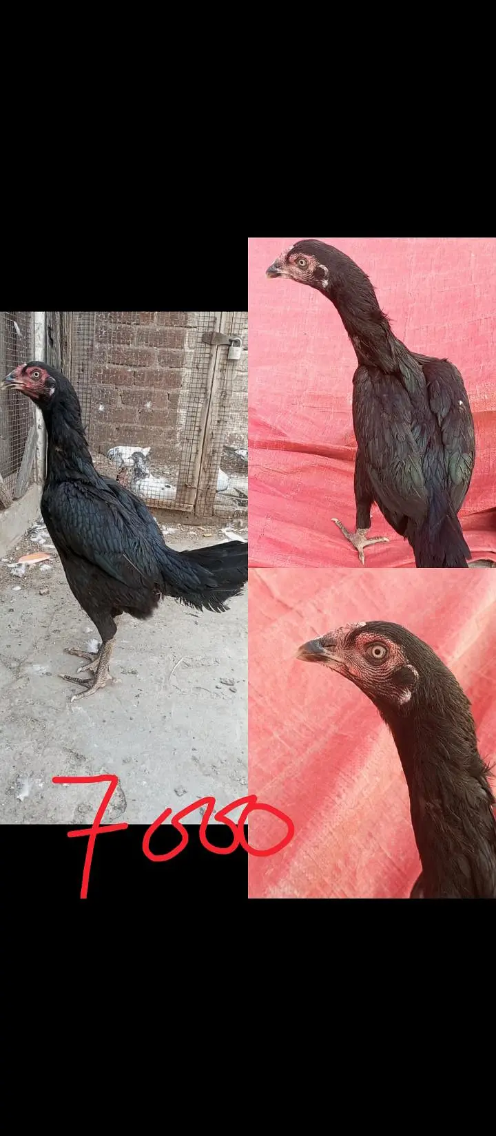 Burmi Pakoye Hens — photo 4