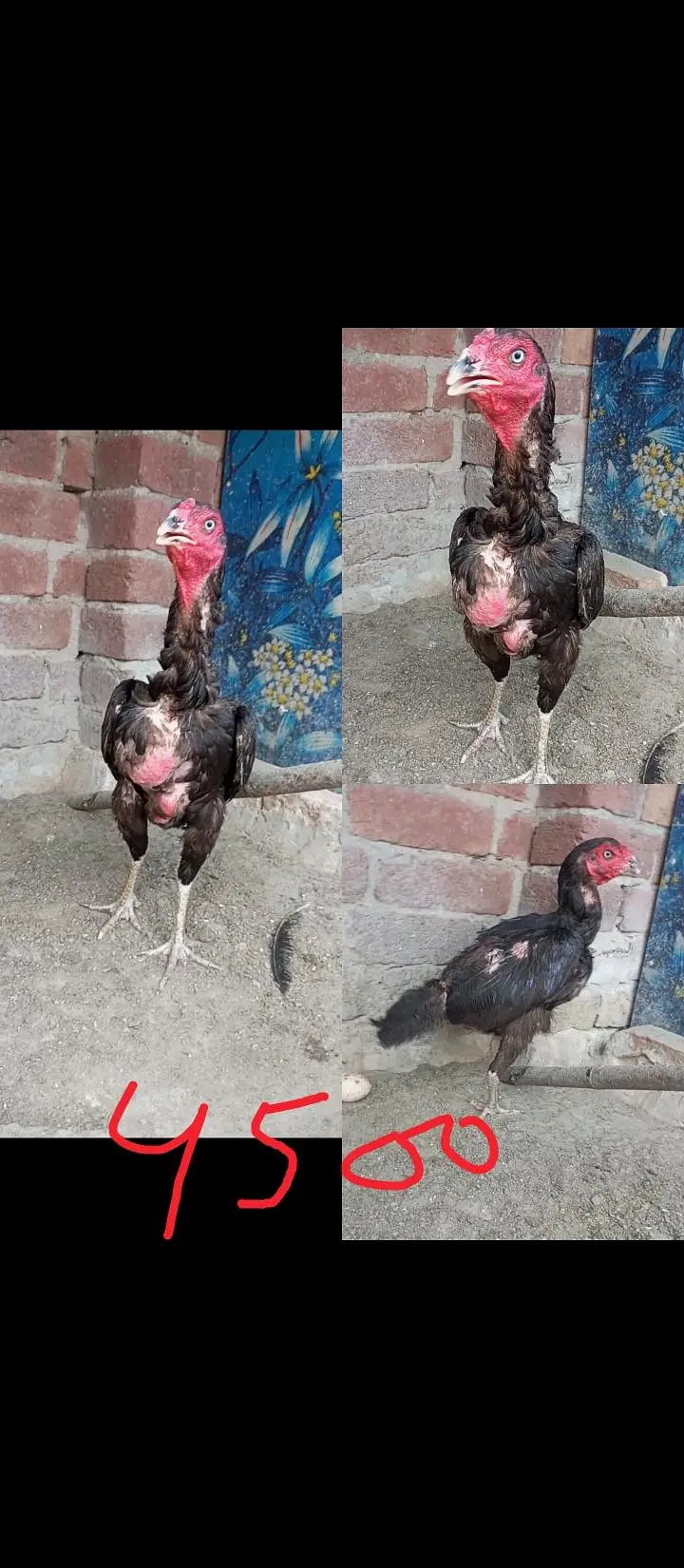 Burmi Pakoye Hens — photo 5