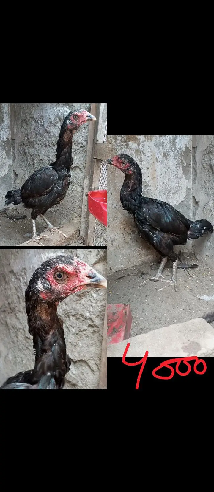Burmi Pakoye Hens — photo 6