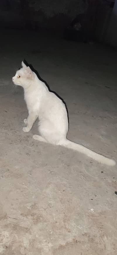 White cat home breed active for sale