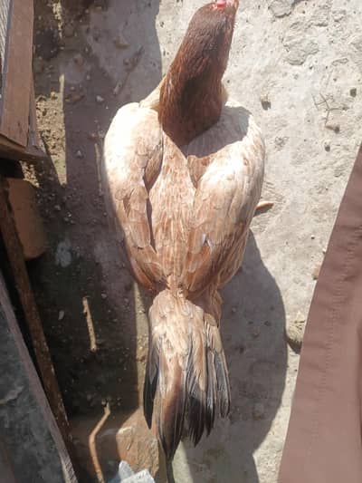 Aseel lakhi pathi or sale.