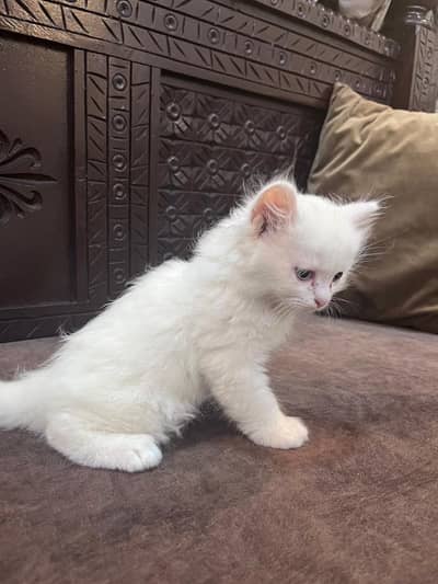 PERSIAN MALE KITTENS