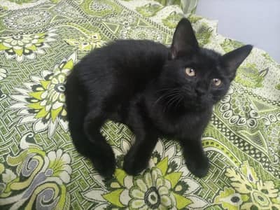 Persian Cat Single Coat Free