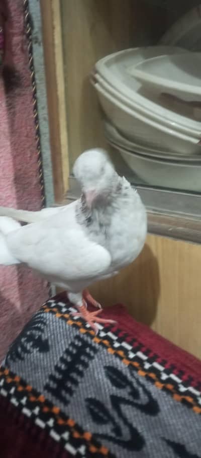 male available