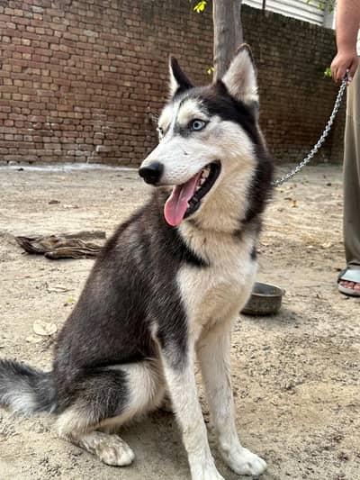 Siberian Husky Family Friendly Dog
