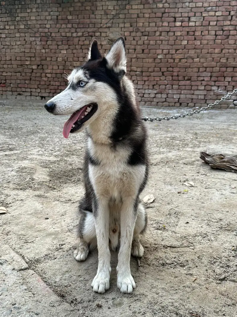 Siberian Husky Family Friendly Dog — photo 2