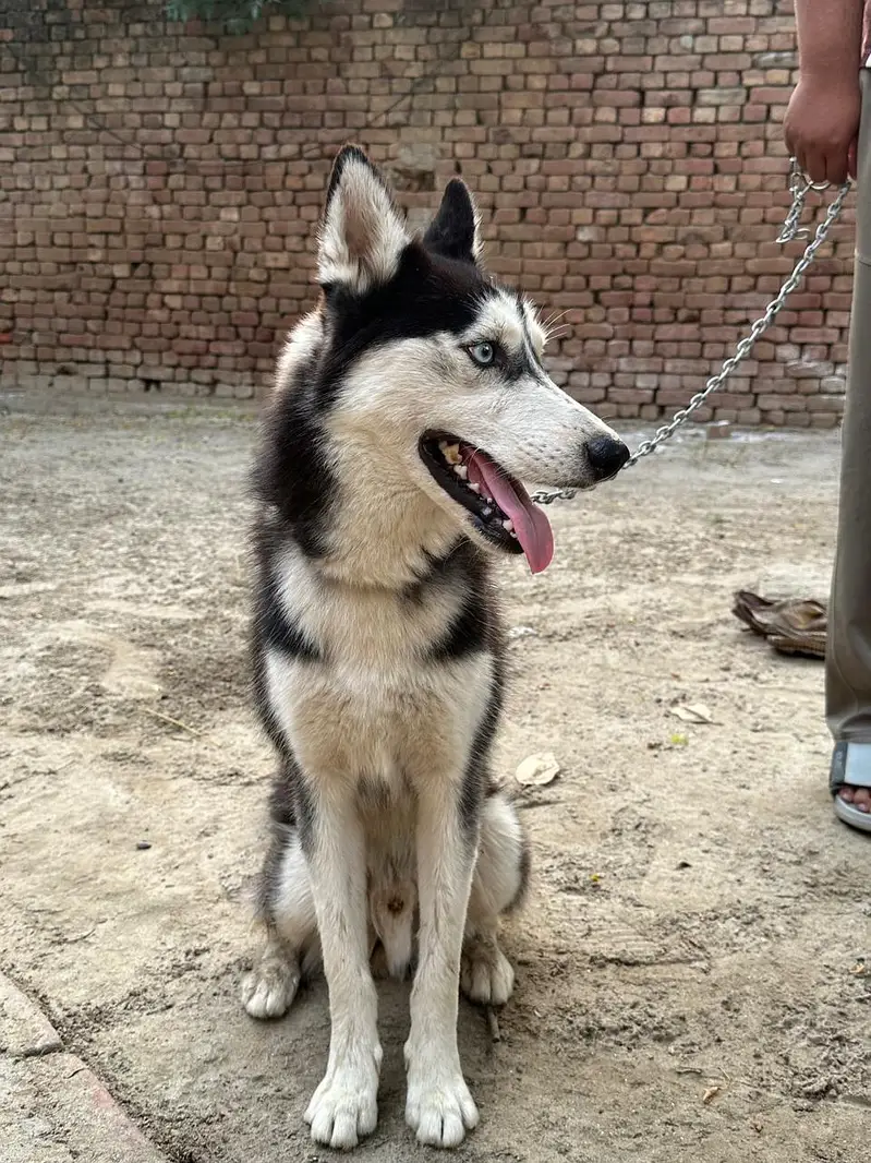 Siberian Husky Family Friendly Dog — photo 3