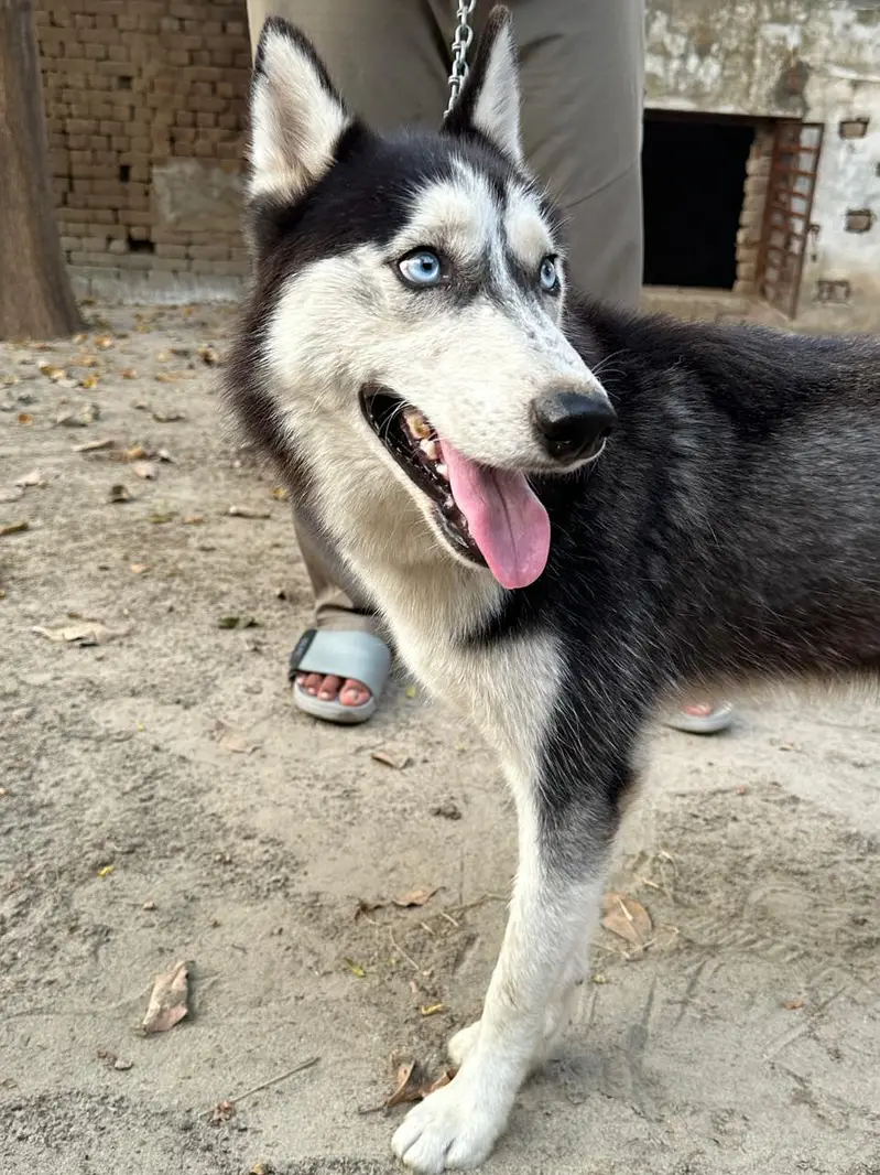 Siberian Husky Family Friendly Dog — photo 4