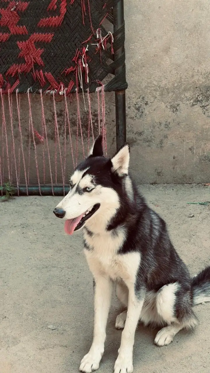 Siberian Husky Family Friendly Dog — photo 5