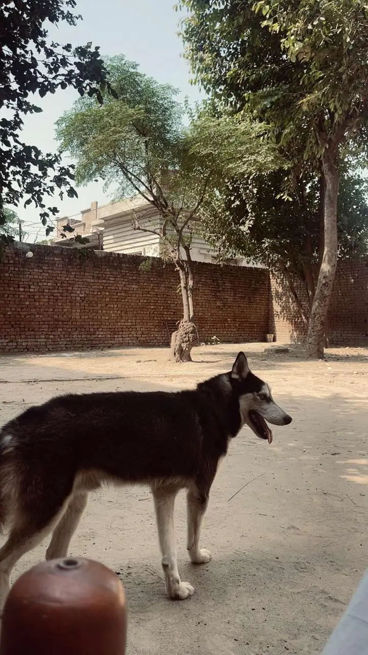 Siberian Husky Family Friendly Dog — photo 6