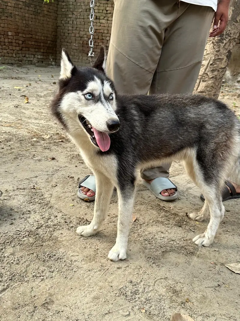Siberian Husky Family Friendly Dog — photo 7