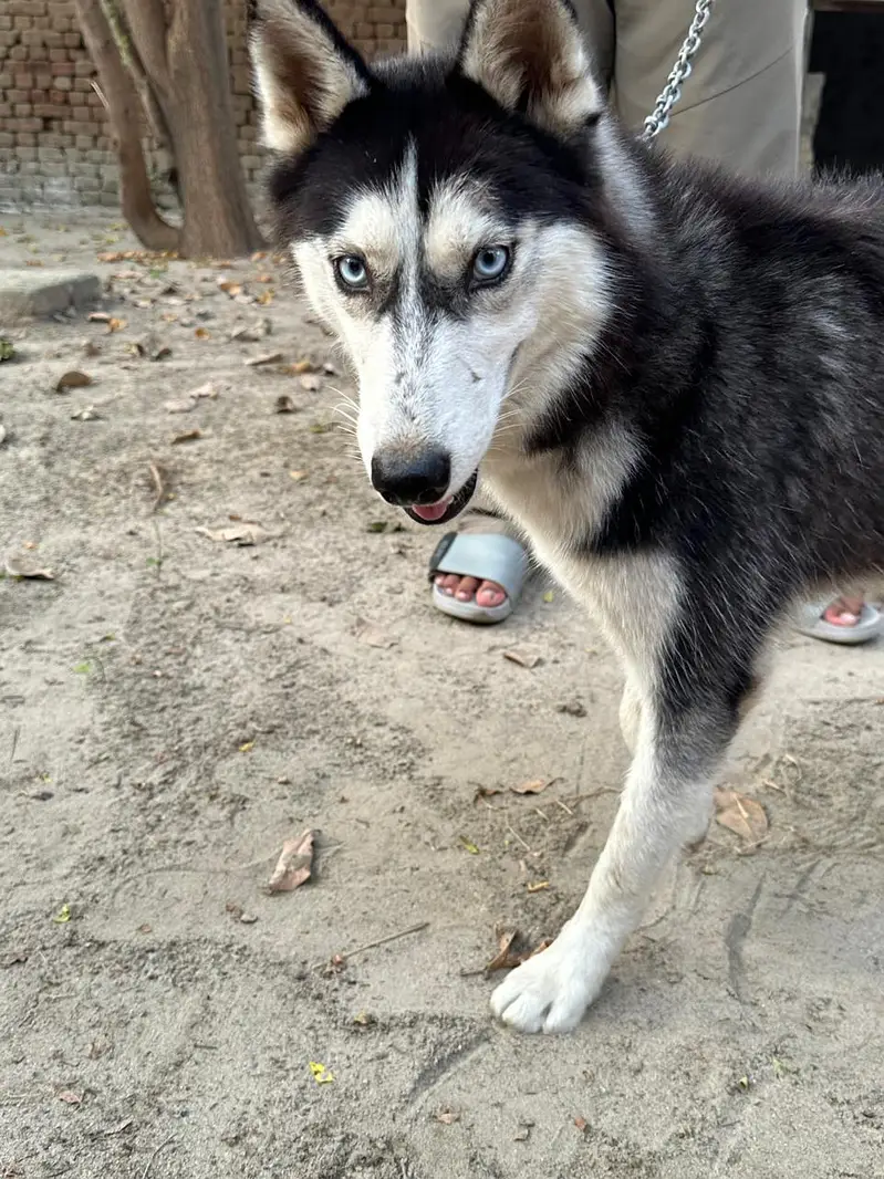 Siberian Husky Family Friendly Dog — photo 8