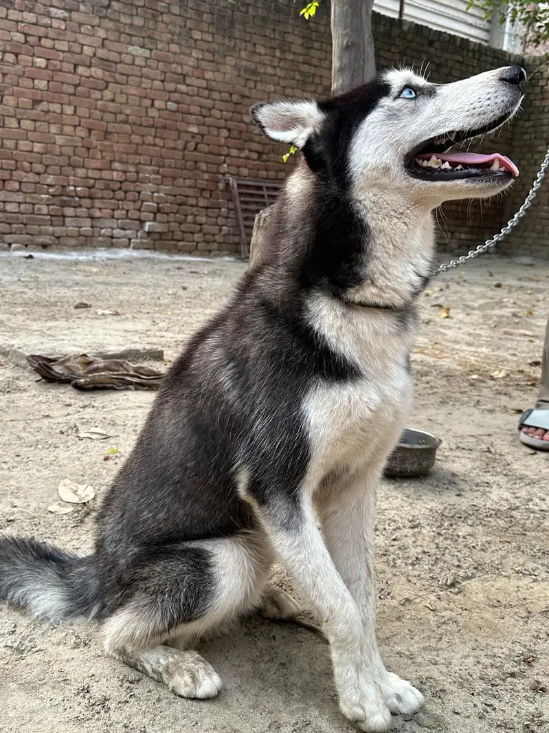 Siberian Husky Family Friendly Dog — photo 9