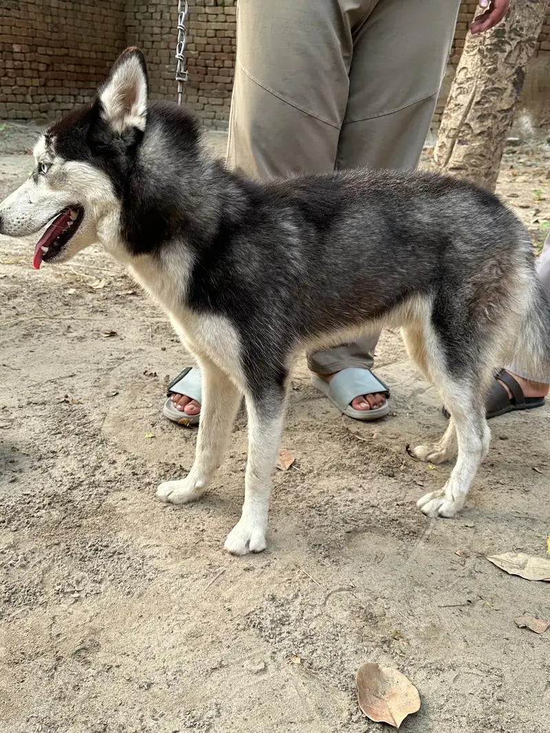 Siberian Husky Family Friendly Dog — photo 10