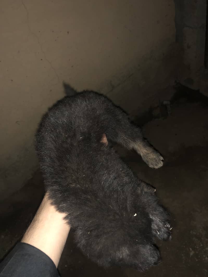 black shapered puppy 4