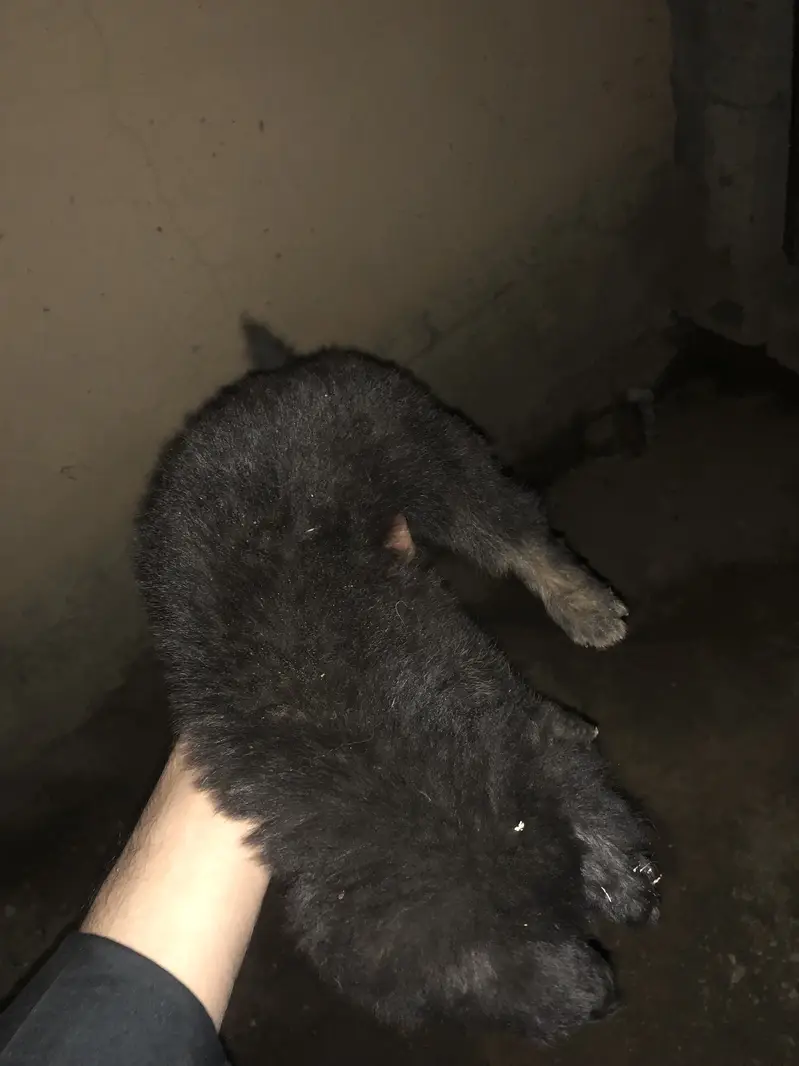 black shapered puppy — photo 5
