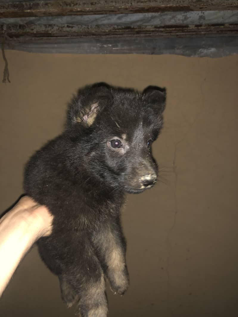 black shapered puppy 5