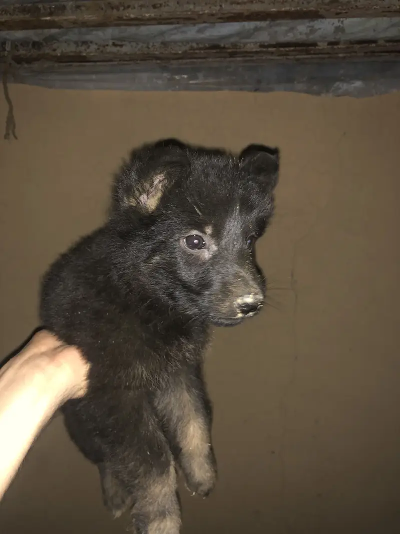 black shapered puppy — photo 6