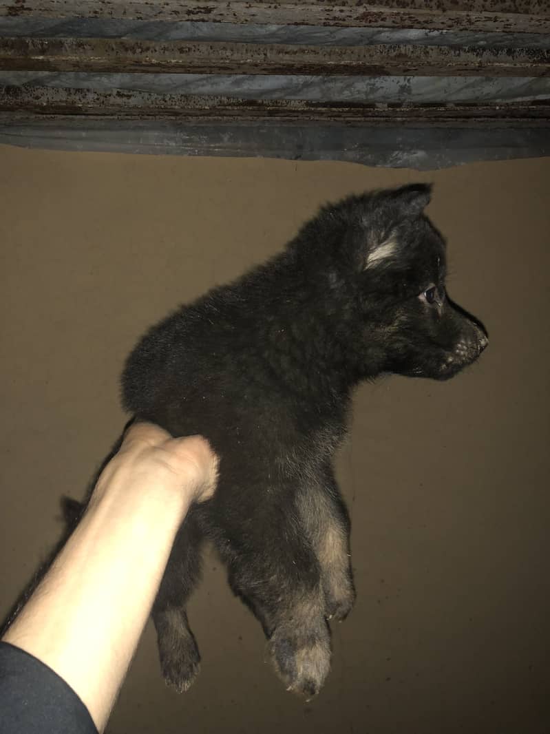 black shapered puppy 6