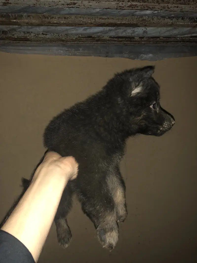 black shapered puppy — photo 7