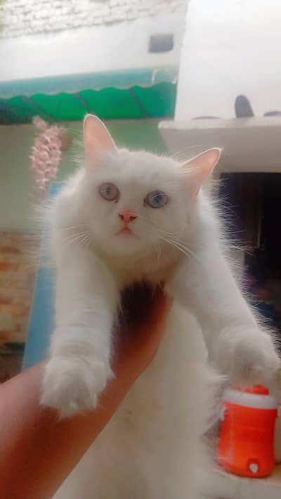 Persian cat with odd eye