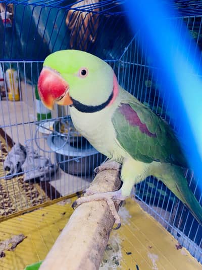 Raw Kashmiri parrot for sale (03433804097) is pr contact Karen …?
