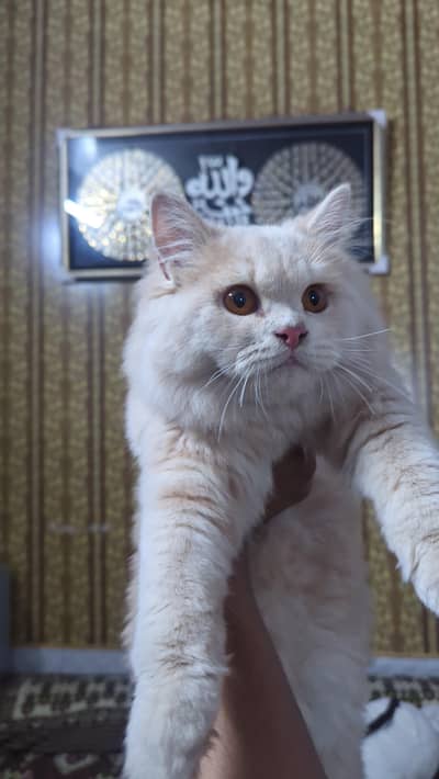 Persian male