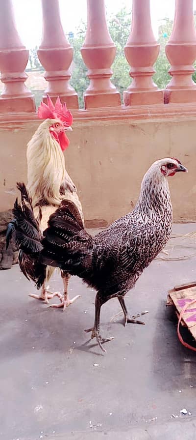 desi murgi