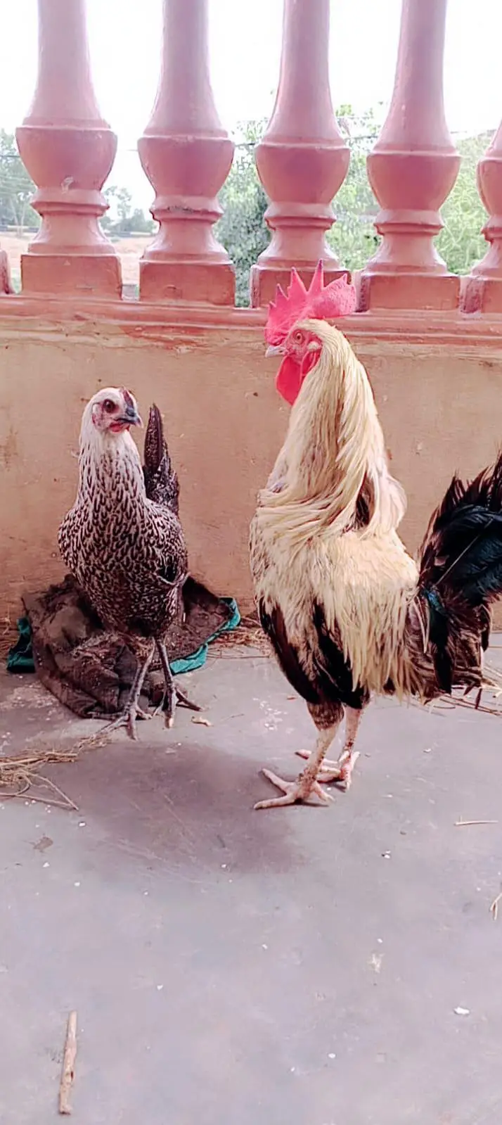 desi murgi — photo 3