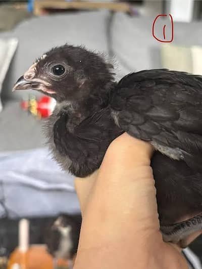 Pure Black Australorp Chicks 1 Month Old