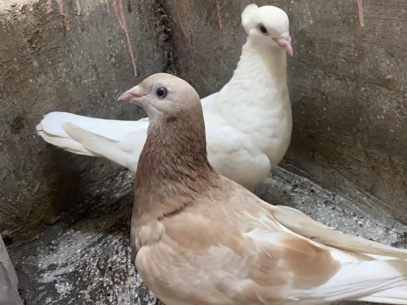 Fancy Breeding Pair for Sale – Beautiful White & Brown