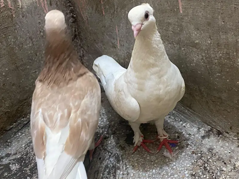 Fancy Breeding Pair for Sale – Beautiful White & Brown — photo 2