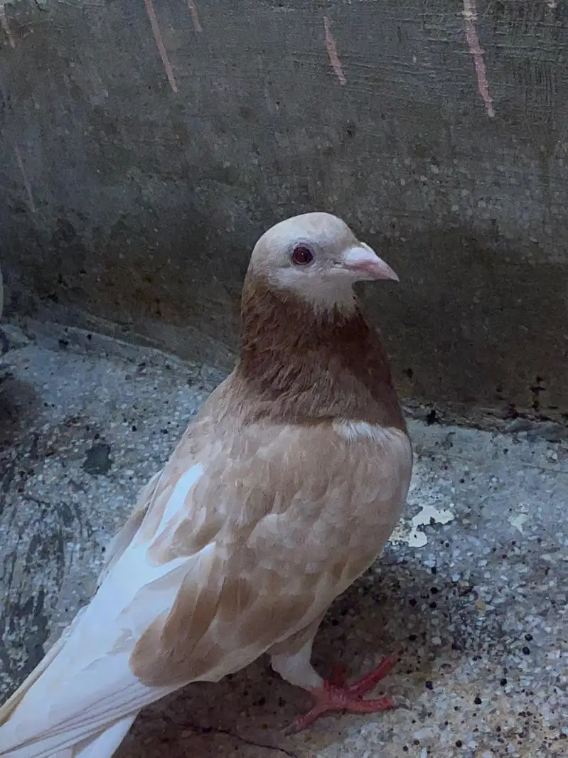Fancy Breeding Pair for Sale – Beautiful White & Brown — photo 3