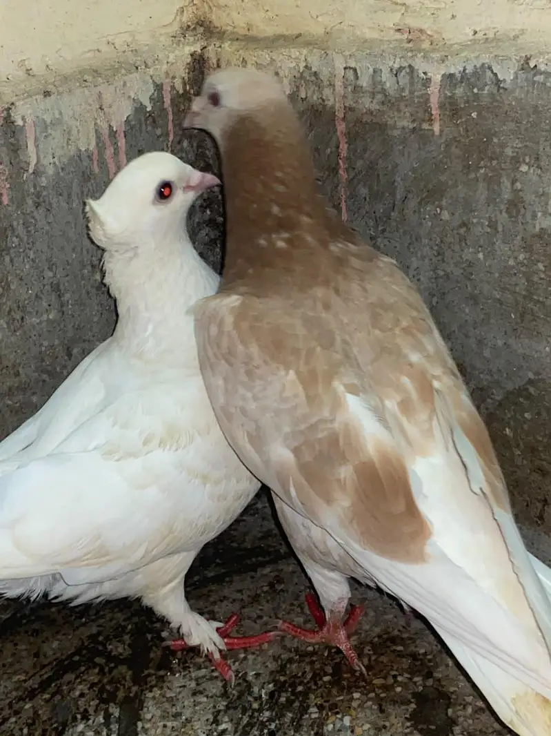 Fancy Breeding Pair for Sale – Beautiful White & Brown — photo 4