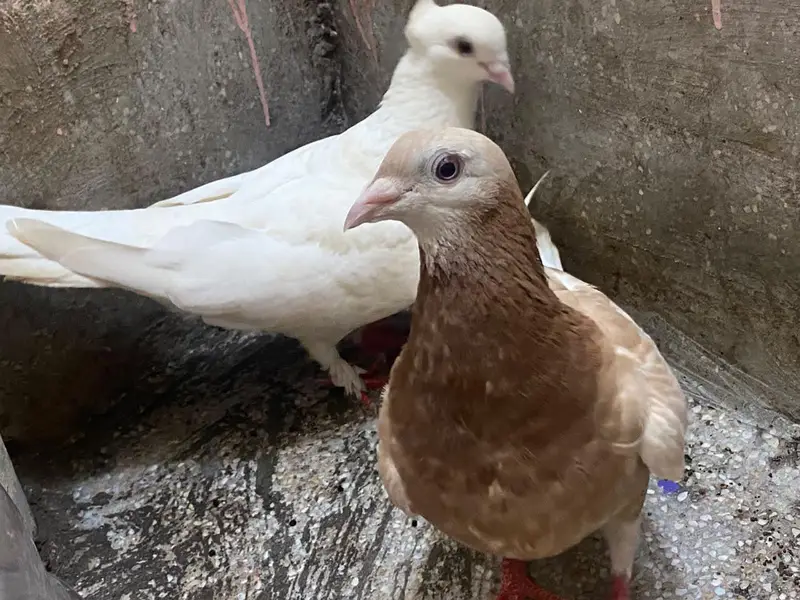 Fancy Breeding Pair for Sale – Beautiful White & Brown — photo 5