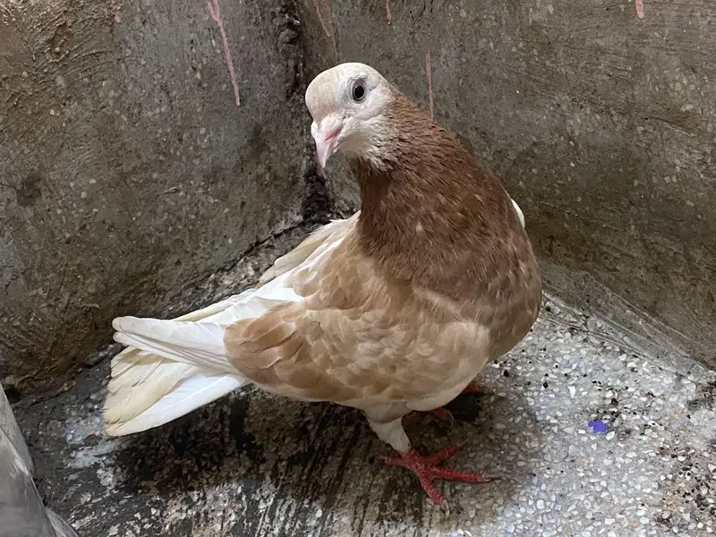 Fancy Breeding Pair for Sale – Beautiful White & Brown — photo 6
