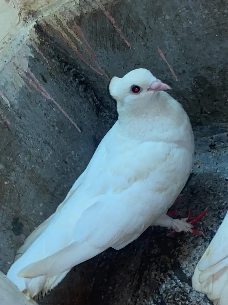 Fancy Breeding Pair for Sale – Beautiful White & Brown — photo 7